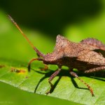 Vroubenka smrdutá (Coreus marginatus), Plzeň - Radčice