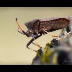 Vroubenka smrdutá (Coreus marginatus), Chlumská hora