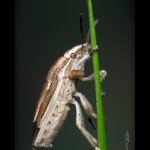 Kněžice kuželovitá (Aelia acuminata), Hradišťany