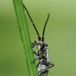 Klopuška hnědožlutá - nymfa, třetí instar (Leptopterna dolabrata - 3rd instar nymph), Chlumská hora