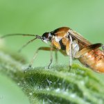 Klopuška májová, samice / Harpocera thoracica, female, Chlumská hora