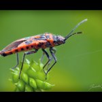 Vroubenka červená (Corizus hyoscyami), Hradišťany