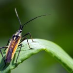 Klopuška hnědožlutá - samec (Leptopterna dolabrata - male), Staňkov