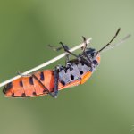 Ploštička pestrá (Lygaeus equestris), CHKO Pálava, NPR Tabulová