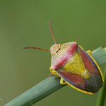 Piezodorus lituratus var. alliaceus, CHKO Pálava, PP Kočičí skála