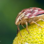 Kněžice rudopásá / Odontotarsus purpureolineatus, CHKO Pálava, PP Kočičí skála