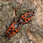 Ruměnice pospolná (Pyrrhocoris apterus), Hradišťany