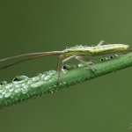 Klopuška - nymfa (Notostira elongata - nymph), Hradišťany