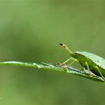 Kněžice zelená - nymfa (Palomena viridissima - nymph), Hradišťany