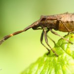 Vroubenka smrdutá - nymfa (Coreus marginatus - late instar nymph), Chlumská hora