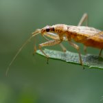 Lovčice - samice (Nabis limbatus - female), Chlumská hora