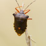 Kněžice rudonohá (Pentatoma rufipes), Chlumská hora