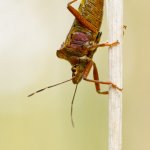 Kněžice rudonohá / Pentatoma rufipes / Forest Bug, Chlumská hora