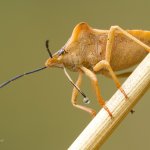 Kněžice rohatá (Carpocoris fuscispinus), Chlumská hora