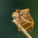 Kněžice rohatá (Carpocoris fuscispinus), Chlumská hora