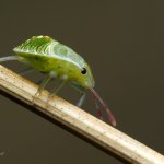 Kněžice trávozelená - nymfa / Palomena prasina - nymph / Green Shield Bug, Chlumská hora