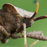 Vroubenka smrdutá / Coreus marginatus / Dock Bug, PřP Česká Kanada