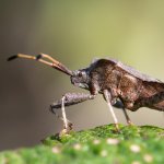 Vroubenka smrdutá (Coreus marginatus), PřP Česká Kanada