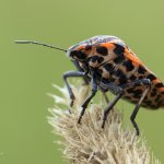 Kněžice pásovaná (Graphosoma italicum), Hradišťany