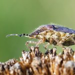 Kněžice chlupatá (Dolycoris baccarum), Chlumská hora