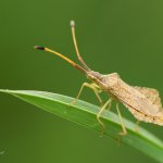 Vroubenka kosočtverečná / Syromastus rhombeus, Národní park Podyjí