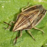 Kněžice kuželovitá (Aelia acuminata), Hradišťany