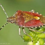 Kněžice chlupatá (Dolycoris baccarum), Hradišťany