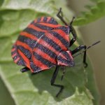 Kněžice pásovaná (Graphosoma italicum), Hradišťany