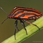 Kněžice pásovaná (Graphosoma italicum), Hradišťany