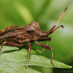 Vroubenka smrdutá (Coreus marginatus), Letovice