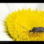 Klopuška měnlivá - samec (Deraeocoris ruber - male), Hradišťany