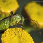 Klopuška (Adelphocoris quadripunctatus), Radčický les