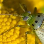 Klopuška (Adelphocoris quadripunctatus), Radčický les