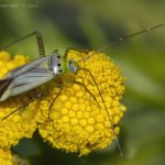 Klopuška (Adelphocoris quadripunctatus), Radčický les