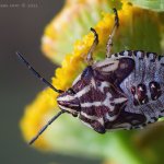 Kněžice měnlivá - larva (Carpocoris pudicus - nymph), Radčický les