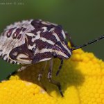 Kněžice měnlivá - larva (Carpocoris pudicus - nymph), Radčický les