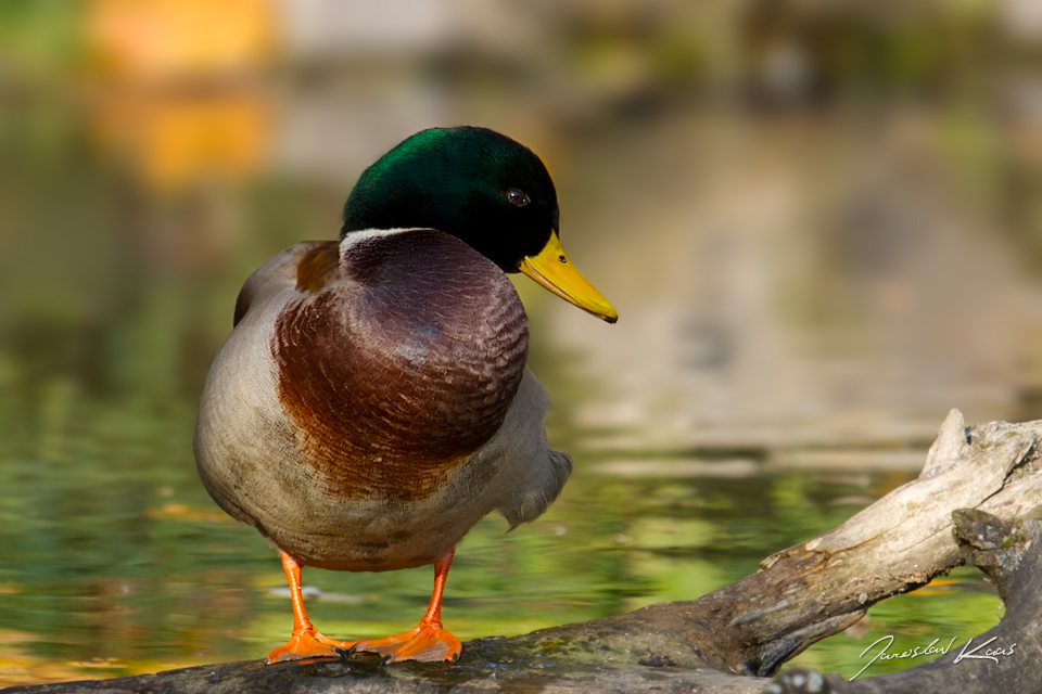 Kachna divoká - samec (Anas platyrhynchos - male), Plzeň