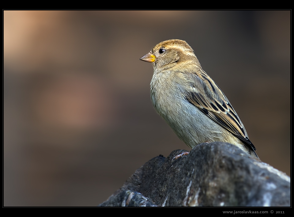 Vrabec domácí - samice (Passer domesticus - female), Plzeň