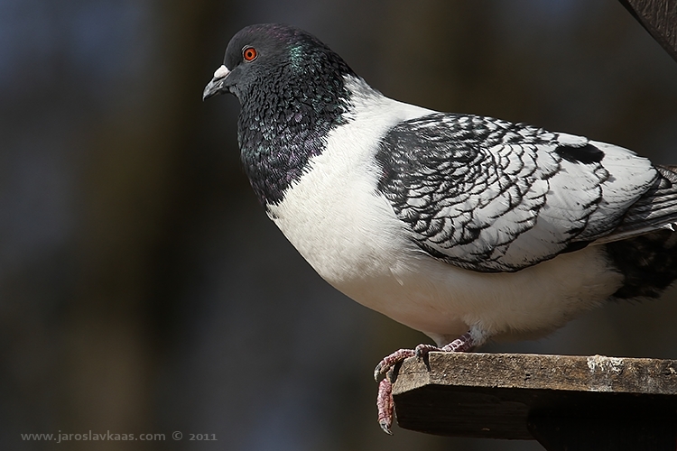 Holub domácí (Columba livia f. domestica), ZOO Plzeň