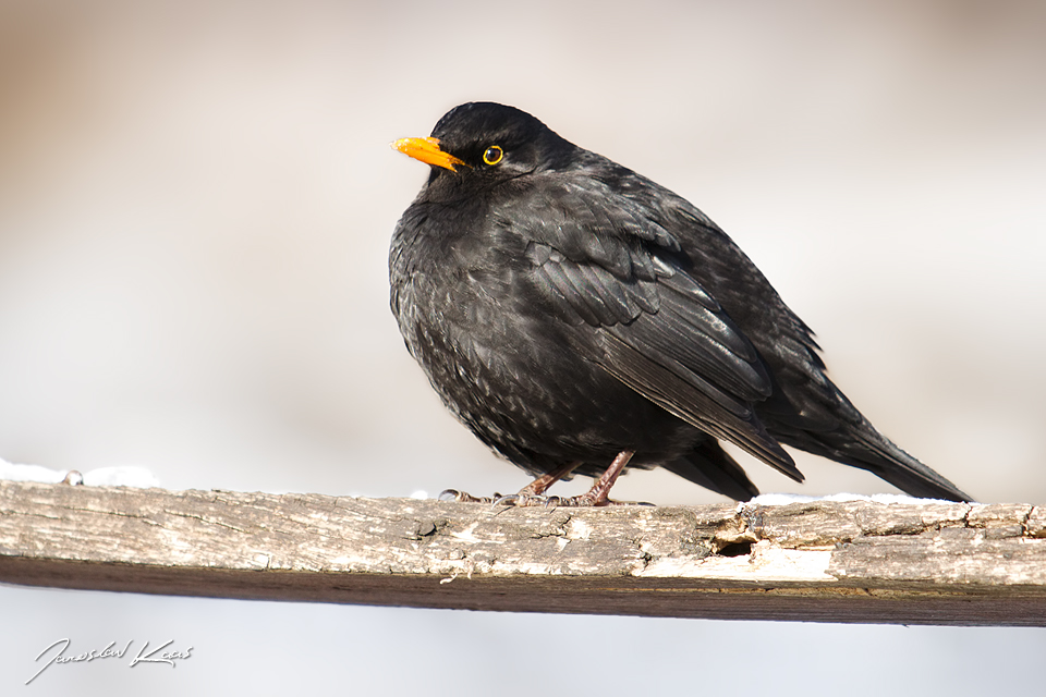 Kos černý evropský - samec (Turdus merula merula - male), Plzeň