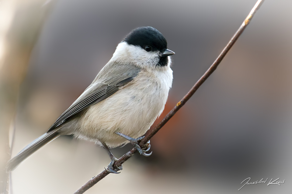 Sýkora babka evropská (Poecile palustris palustris), Plzeň