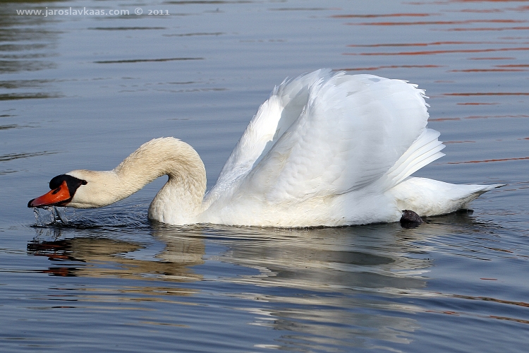 Labuť velká - samec (Cygnus olor - male), Hradišťany