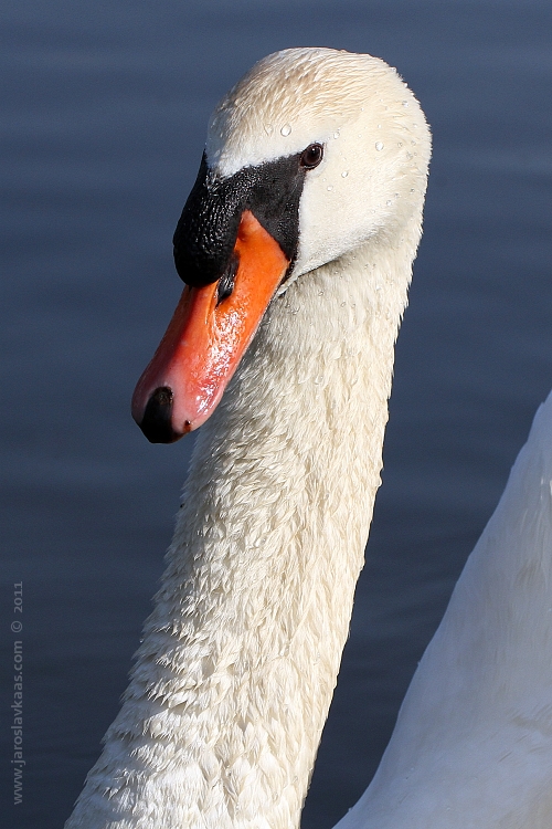 Labuť velká - samec (Cygnus olor - male), Hradišťany