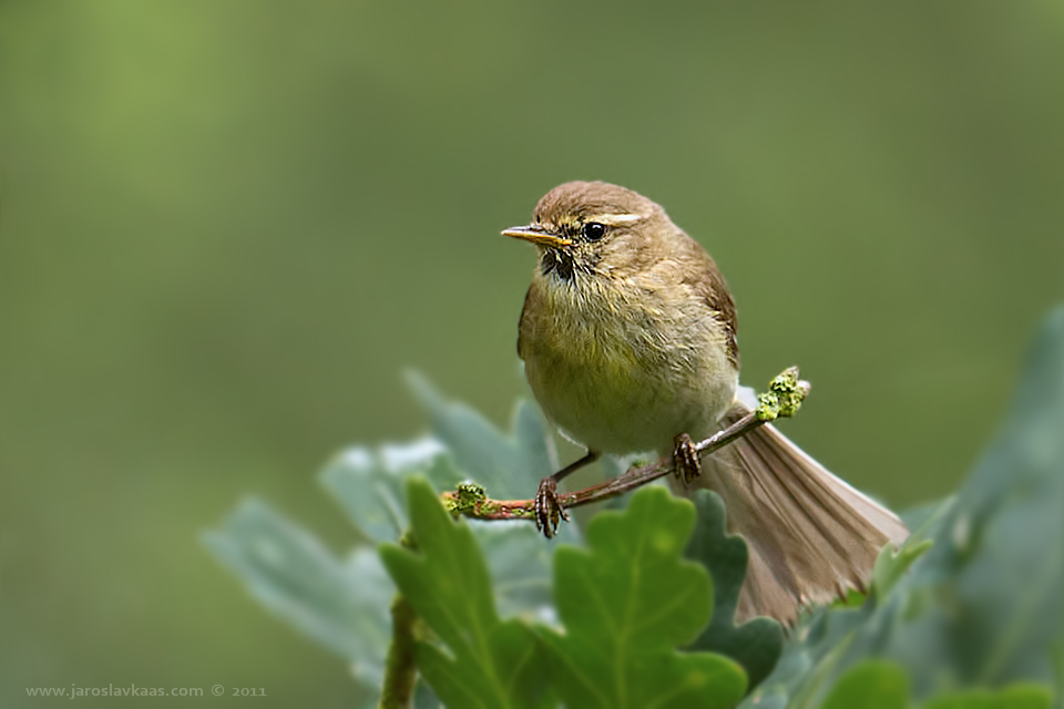 Budníček menší (Phylloscopus collybita), Hradišťany