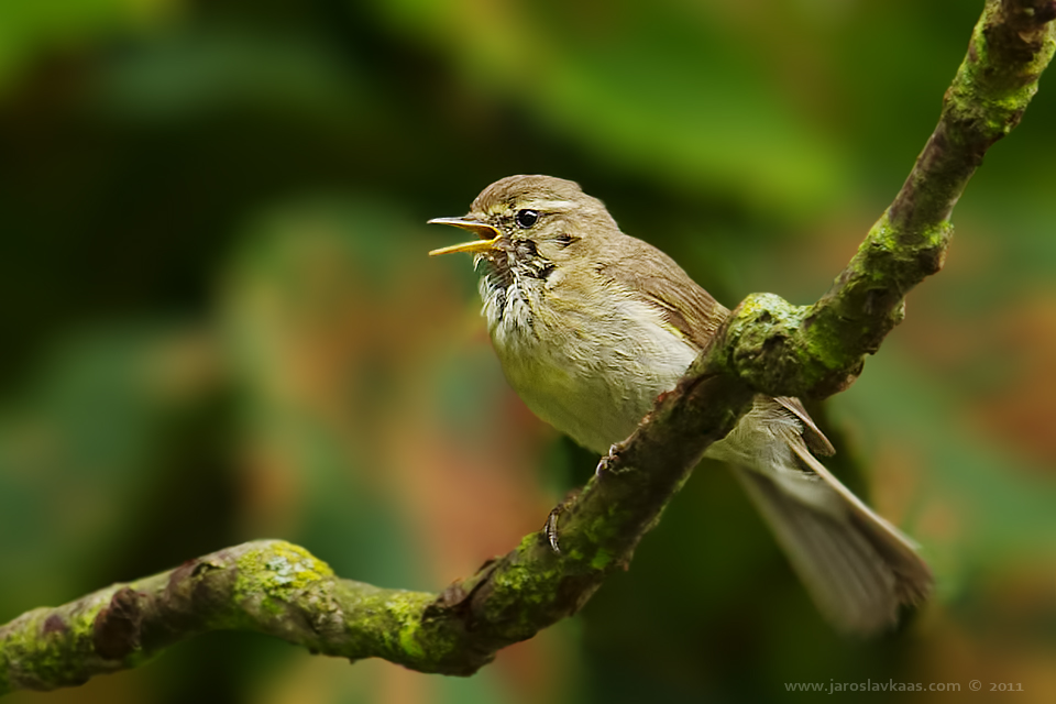 Budníček menší (Phylloscopus collybita), Hradišťany