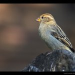 Vrabec domácí - samice (Passer domesticus - female), Plzeň