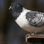 Holub domácí (Columba livia f. domestica), ZOO Plzeň