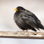 Kos černý evropský - samec (Turdus merula merula - male), Plzeň