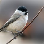 Sýkora babka evropská (Poecile palustris palustris), Plzeň