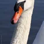 Labuť velká - samec (Cygnus olor - male), Hradišťany